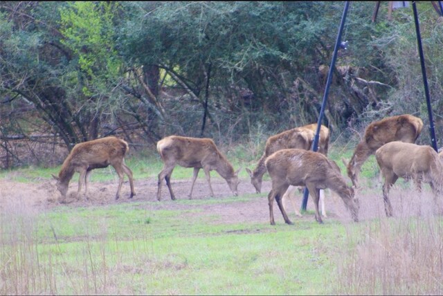 15184 Fm 2620, Bedias, TX 77831 - view of community