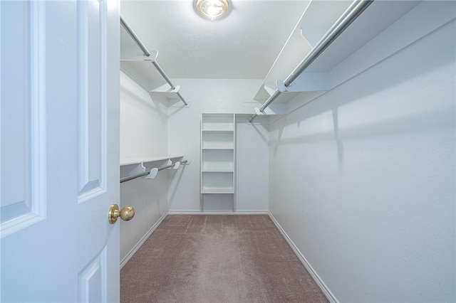 spacious closet featuring carpet