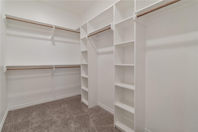 walk in closet with carpet flooring