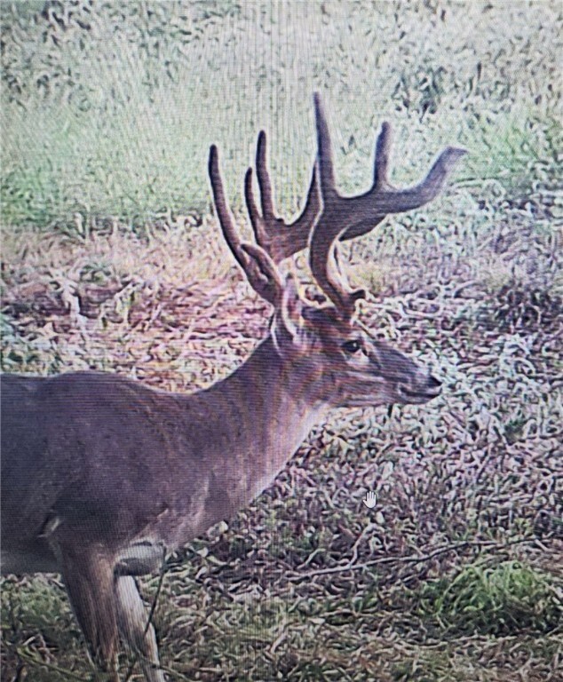 TBD Fm 413, Marlin, TX 76661 - photo 15