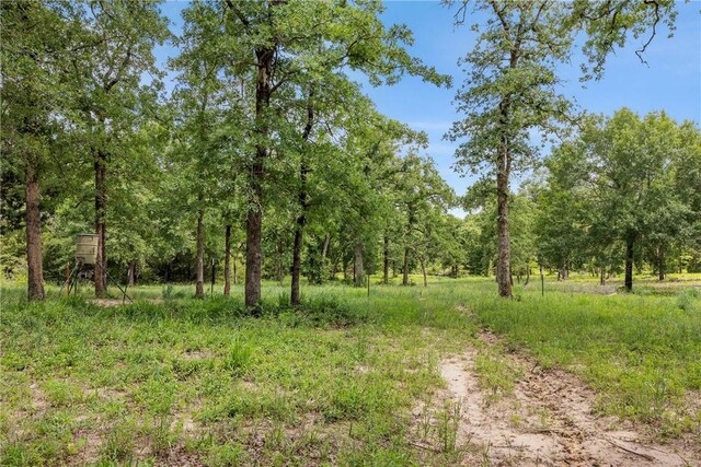 3205 County Road 308, Caldwell, TX 77836 - view of woods