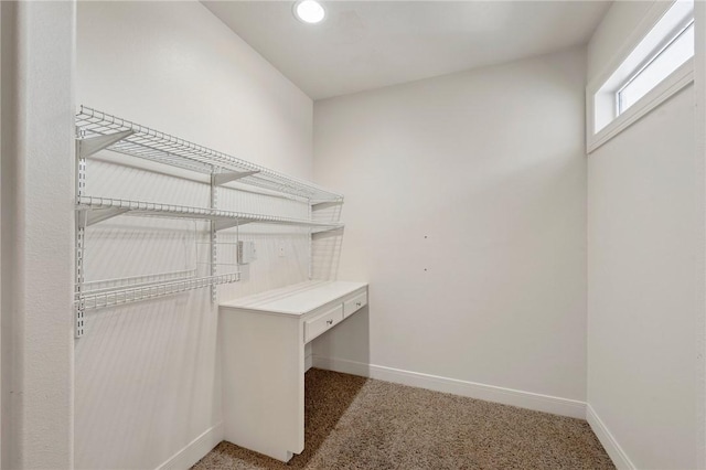 spacious closet featuring carpet floors