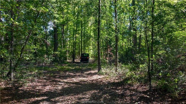 view of local wilderness