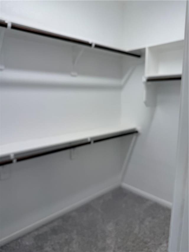 spacious closet featuring carpet floors