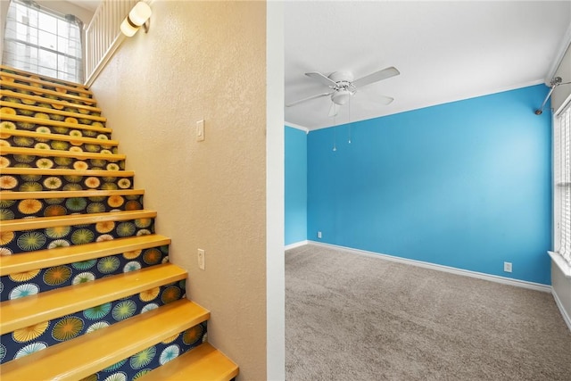 stairs featuring ceiling fan, crown molding, and carpet floors