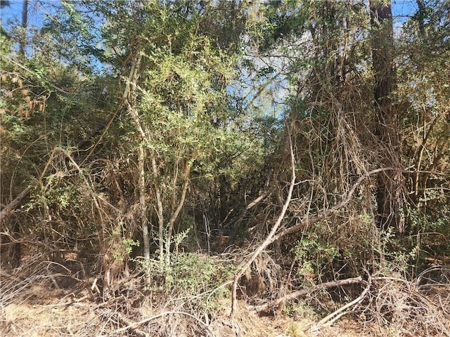 Lot3 Live Oak, Plantersville, TX 77363 - photo 10
