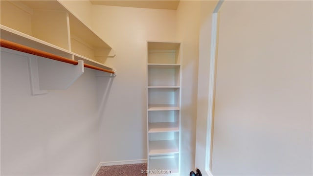 walk in closet with carpet flooring