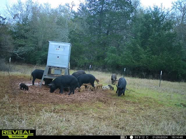 7855 County Road 318, Caldwell, TX 77836