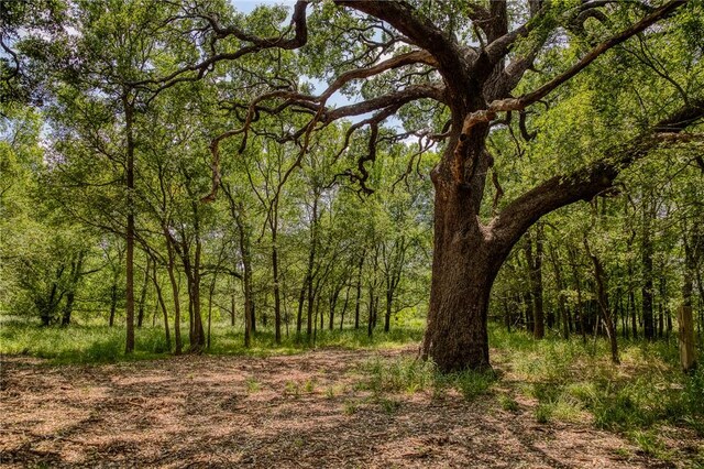 10314 County Road 276, Somerville, TX 77878 - photo 4