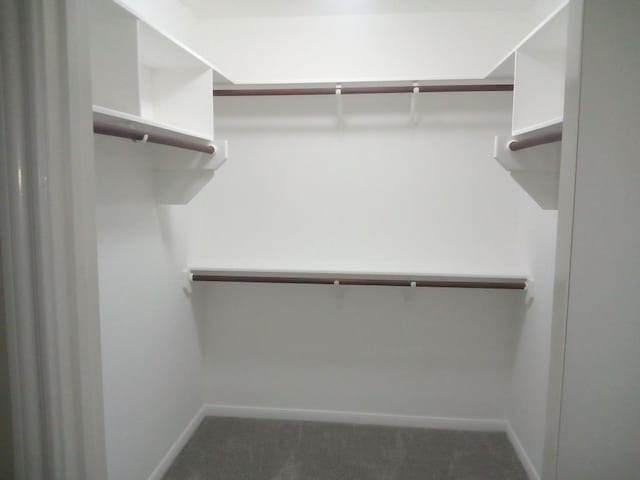 spacious closet featuring carpet floors