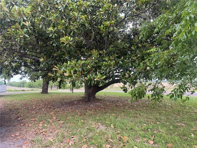 16659 Hwy 90 N, Bedias, TX 77831 - view of yard