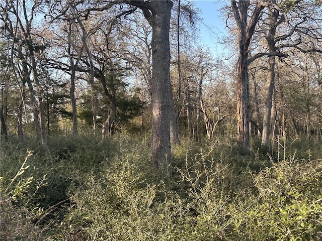5ACRES County Road 462, Somerville, TX 77879 - photo 5