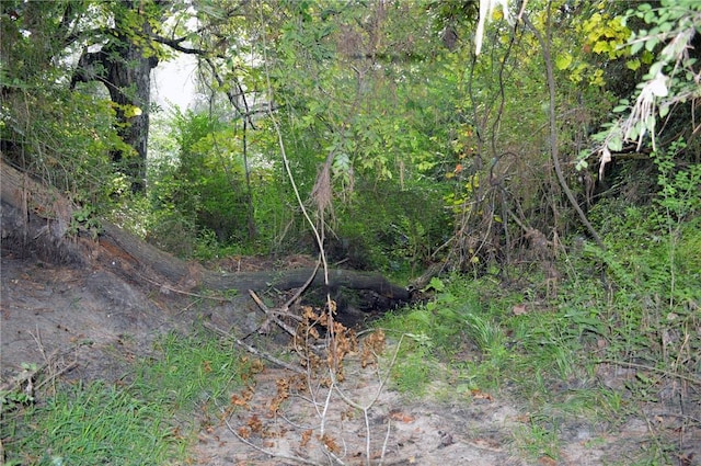 TBDTRACT3 Deer Ridge Rd, Bedias, TX 77831 - photo 14
