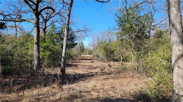 view of local wilderness