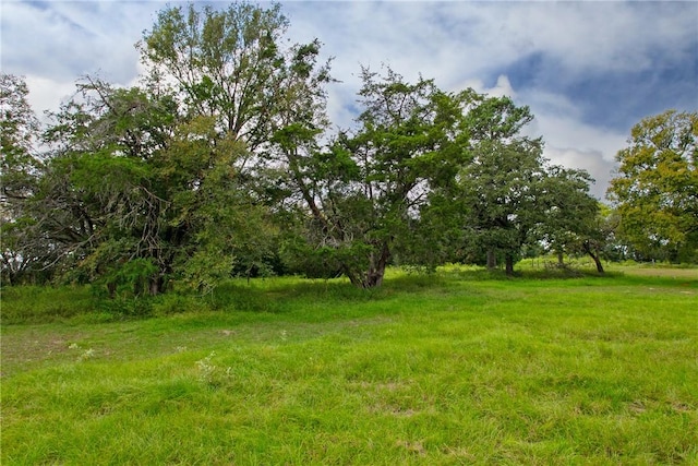 view of local wilderness