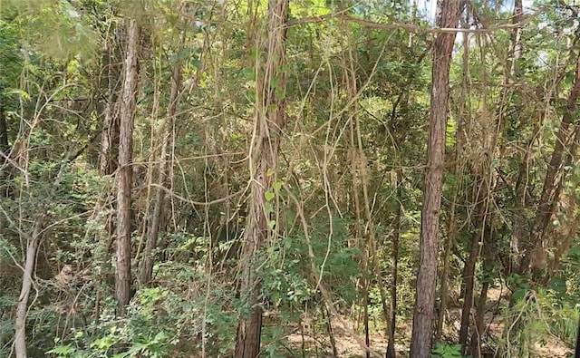 LOT5 Pin Oak Dr, Plantersville, TX 77363 - photo 10