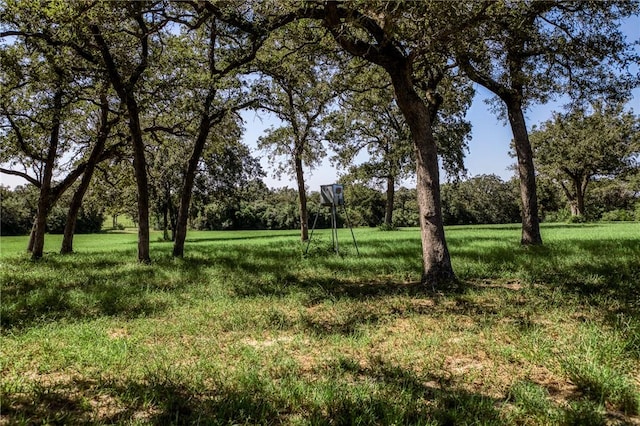 view of local wilderness