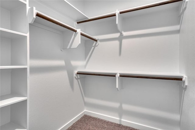 spacious closet featuring carpet