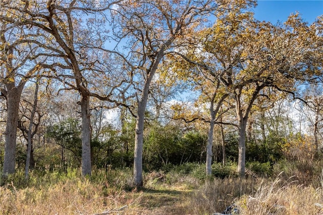 view of local wilderness