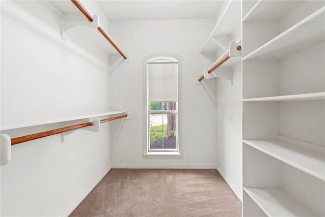 spacious closet featuring carpet