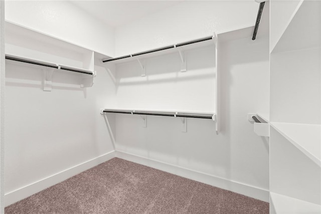 spacious closet with carpet flooring