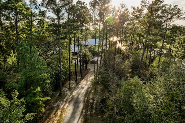 view of local wilderness