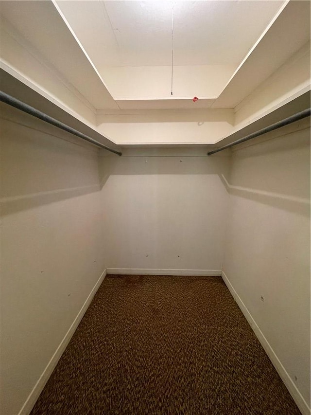 spacious closet featuring carpet flooring