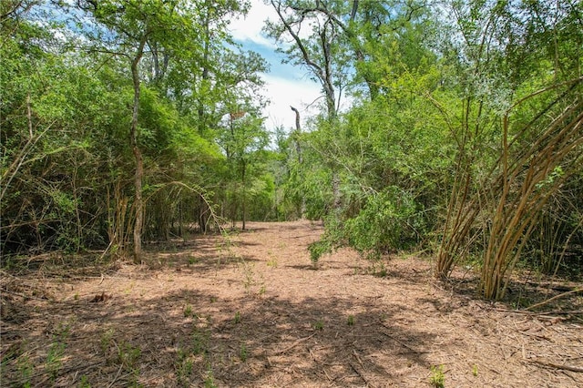 TRACT4 Jones Rd, College Station, TX 77845 - photo 13