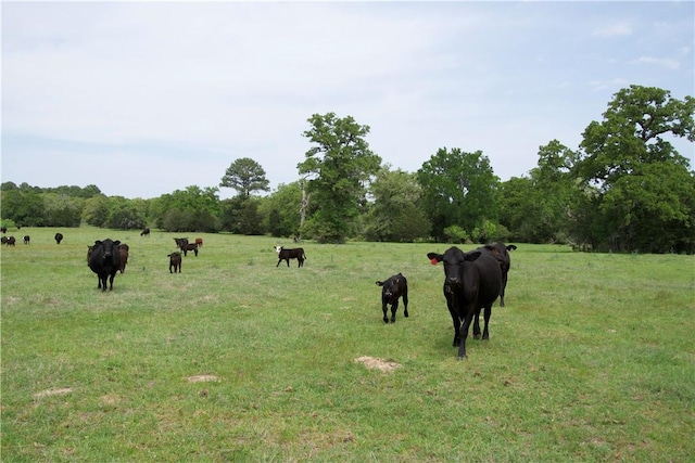 11 & Rd, Paige, TX 78659