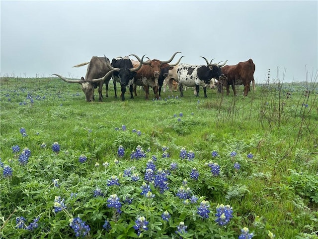 1716A County Road 469, Thrall, TX 78616