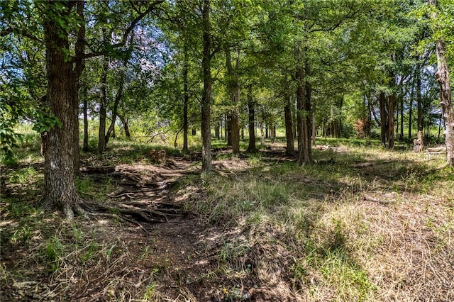 view of local wilderness