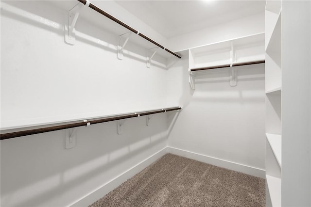 walk in closet featuring carpet floors