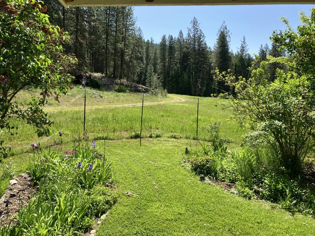 3434 Rockcut Rd, Kettle Falls, WA 99141 - view of grassy yard featuring a forest view