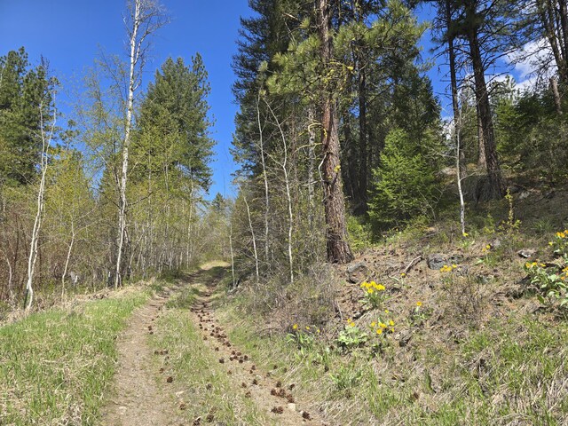 3434 Rockcut Rd, Kettle Falls, WA 99141 - view of wooded area