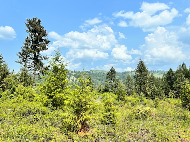 view of local wilderness