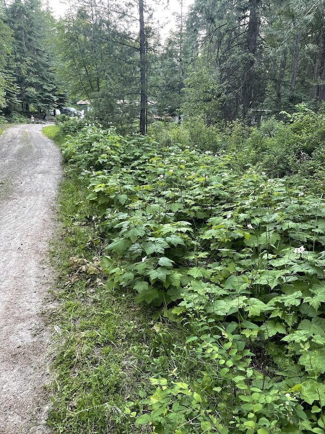 4087 Hesseltine Rd, Valley, WA 99181 - view of nature with a forest view