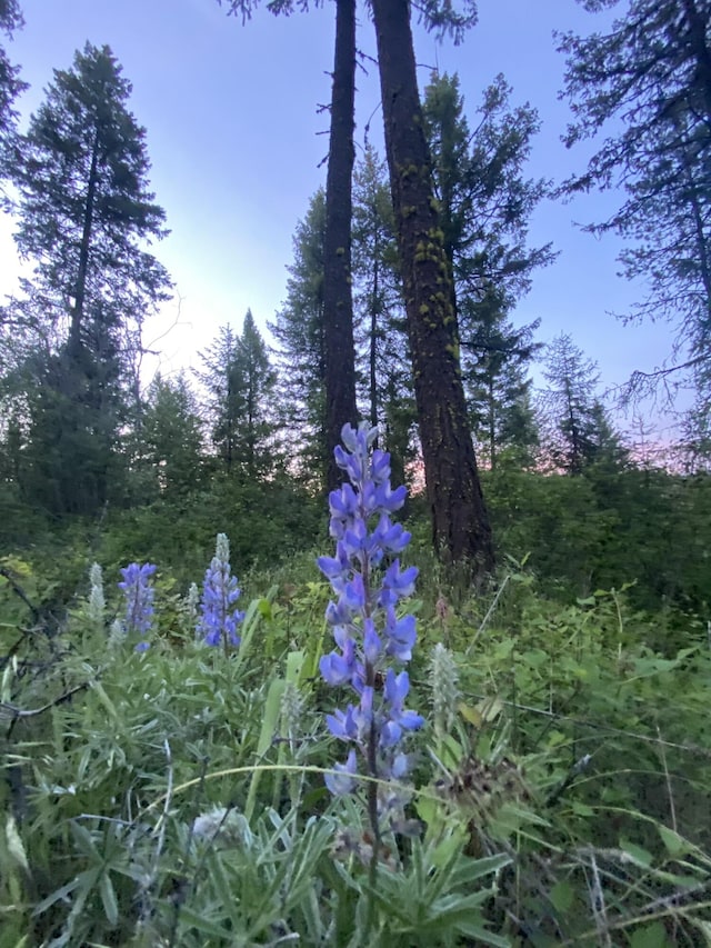 4087 Hesseltine Rd, Valley, WA 99181 - view of nature
