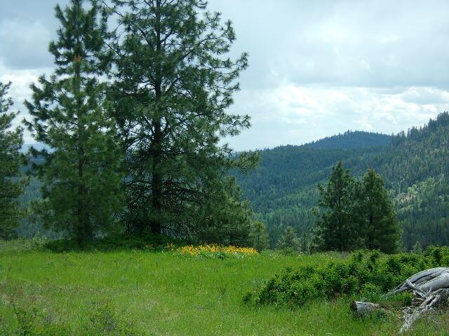X12X Hoag Rd, Valley, WA 99181 - photo 1