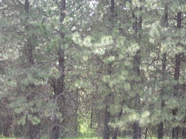 X12X Hoag Rd, Valley, WA 99181 - photo 11