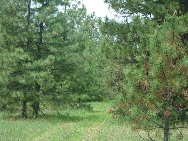 X12X Hoag Rd, Valley, WA 99181 - photo 13