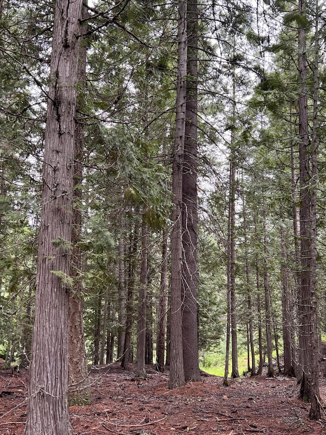 3901 Cedar Creek Rd, Colville, WA 99114 - view of woods