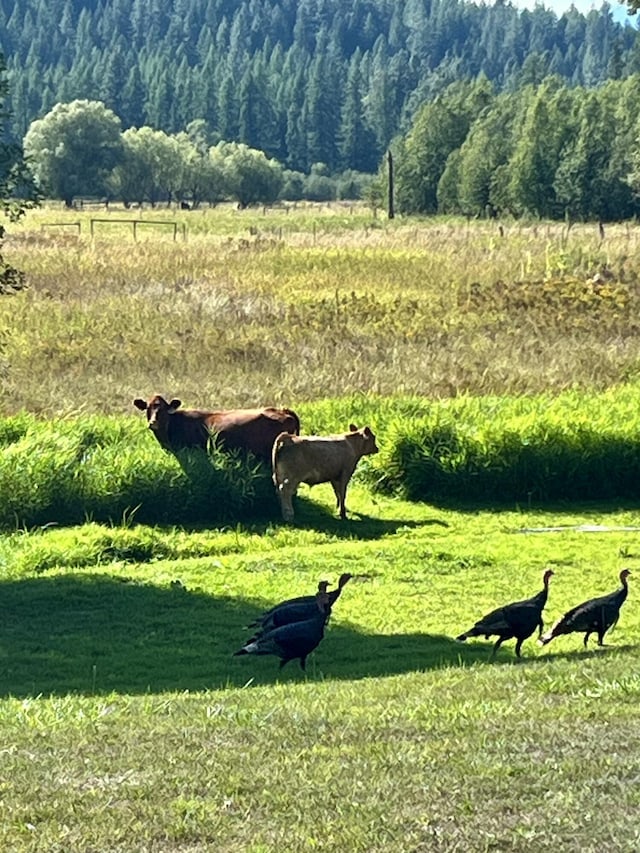 surrounding community with a rural view and a forest view