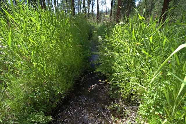 1425 Chapin Rd N, Evans, WA 99126 - view of nature
