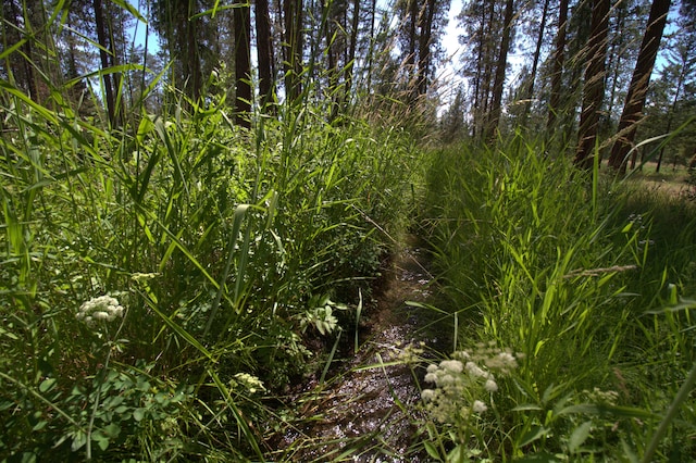 1425 Chapin Rd N, Evans, WA 99126 - view of local wilderness
