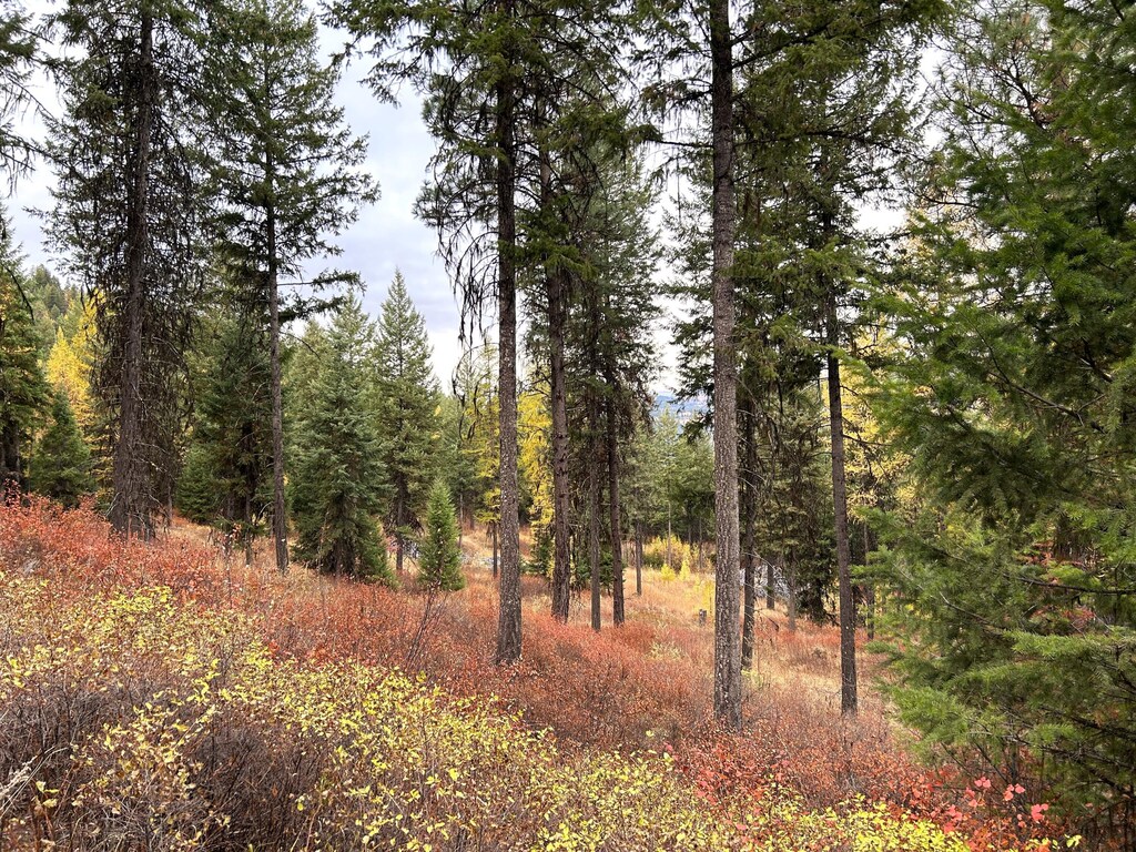 TBD Old Kettle Falls Rd, Republic, WA 99166 - photo 1