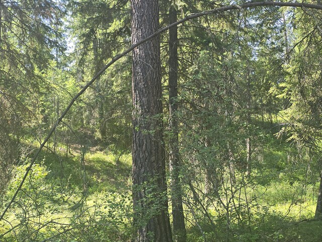 3418 Kingsbury Lake Way, Kettle Falls, WA 99141