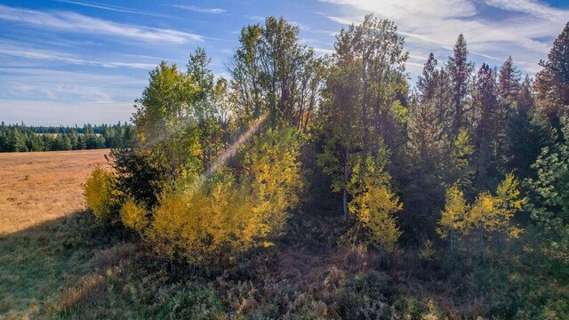 view of local wilderness