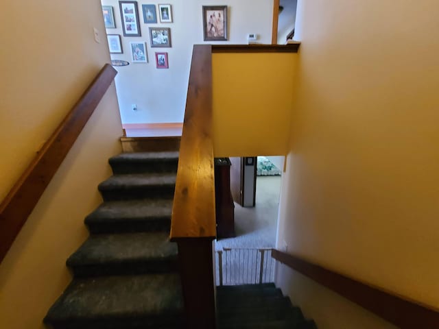 stairs with carpet flooring