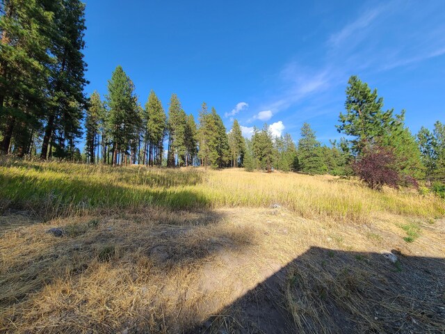 view of local wilderness