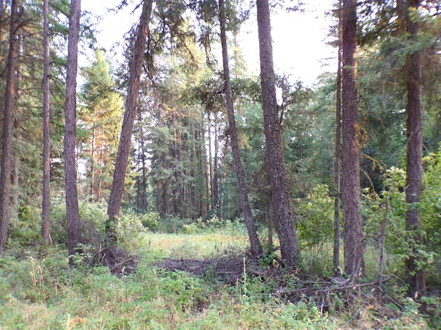 view of local wilderness featuring a wooded view